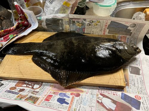 カレイの釣果
