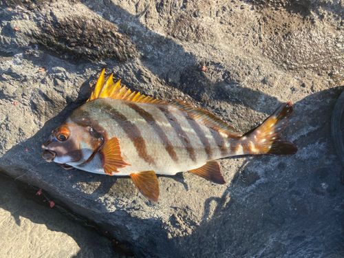 ブダイの釣果