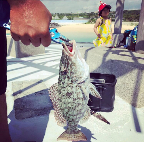 ハマフエフキの釣果