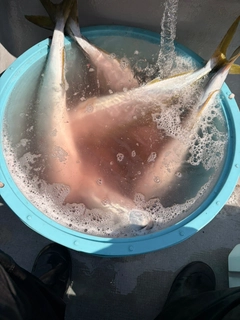 ワラサの釣果