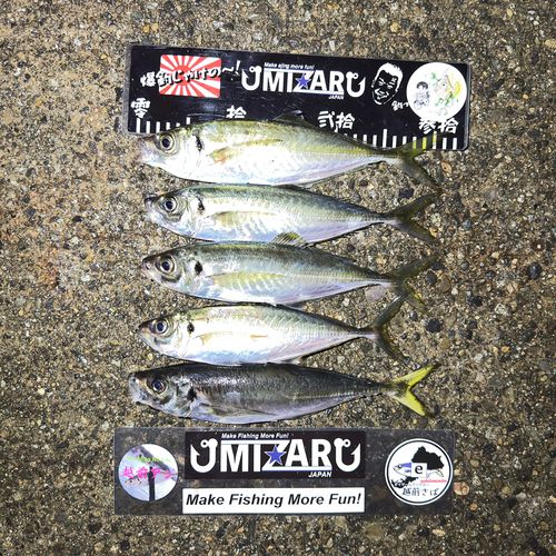 マアジの釣果