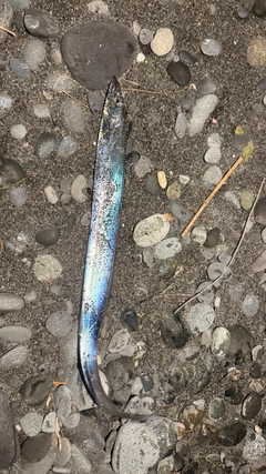 タチウオの釣果