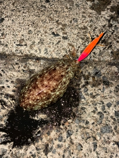 コウイカの釣果
