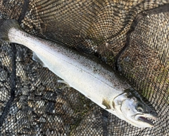 サクラマスの釣果