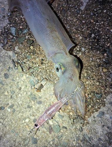 ヤリイカの釣果