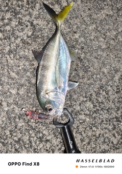 ギンガメアジの釣果