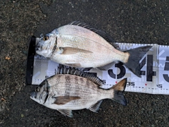 ヘダイの釣果