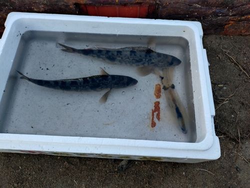 マメイカの釣果