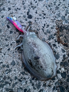 シリヤケイカの釣果