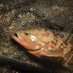 キジハタの釣果