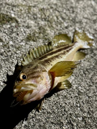 シマソイの釣果