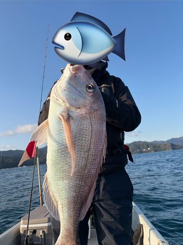 マダイの釣果