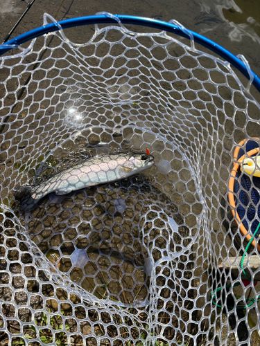 ホウライマスの釣果