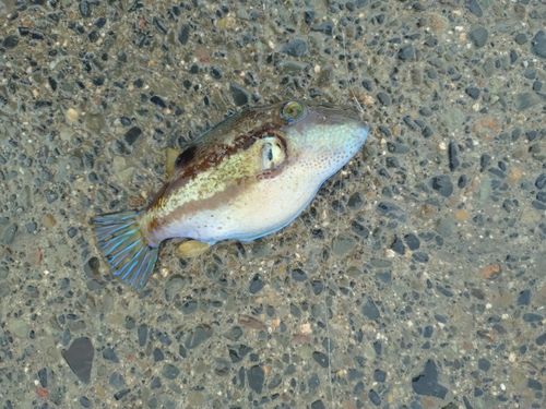 キタマクラの釣果