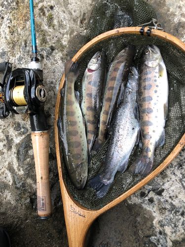 ヤマメの釣果