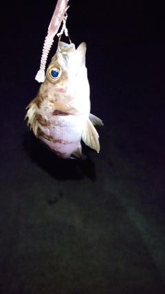 メバルの釣果