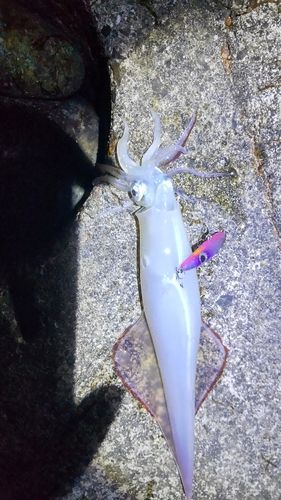 ヤリイカの釣果