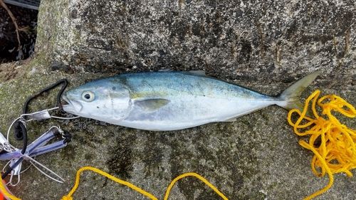 フクラギの釣果