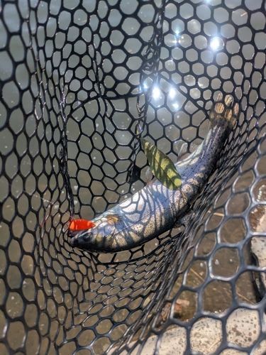 レインボートラウトの釣果
