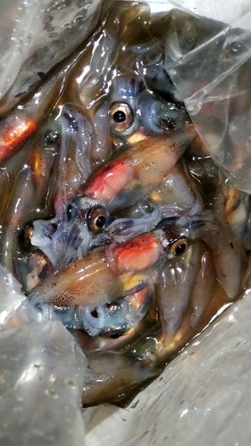 ホタルイカの釣果