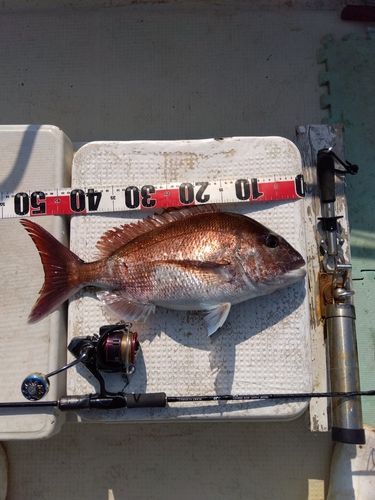 マダイの釣果
