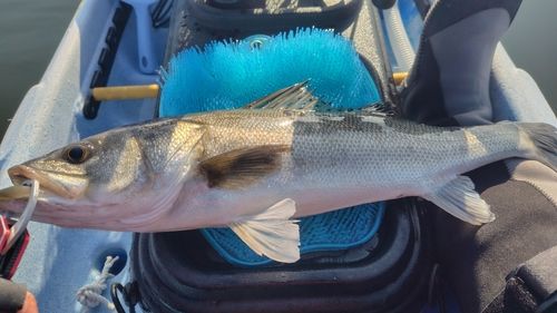 スズキの釣果
