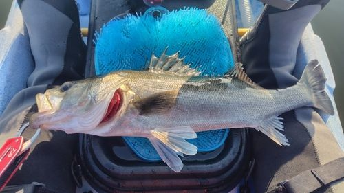 スズキの釣果