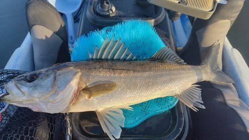 スズキの釣果