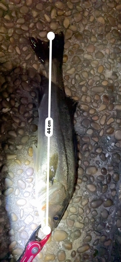 セイゴ（マルスズキ）の釣果