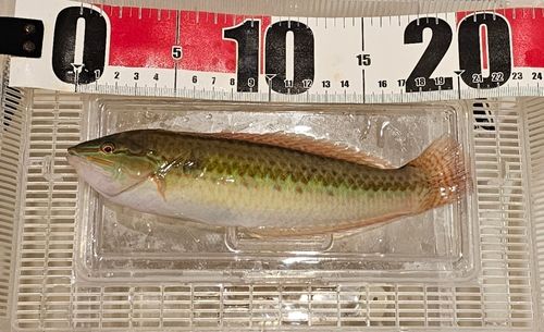 キュウセンの釣果