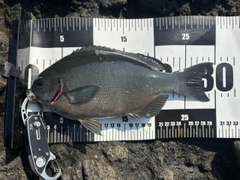 メジナの釣果