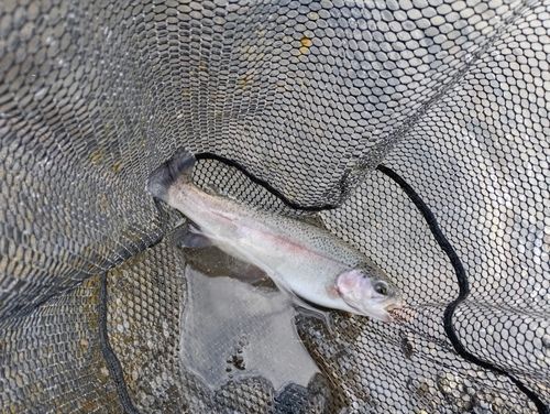 ニジマスの釣果