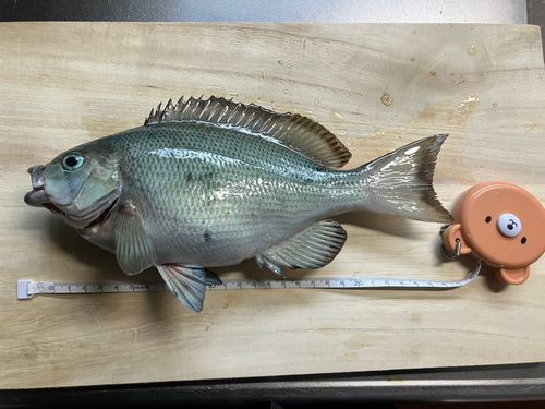 グレの釣果