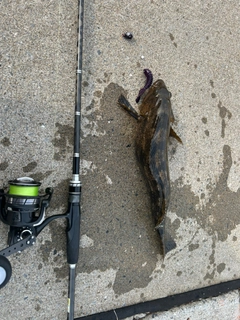 アイナメの釣果