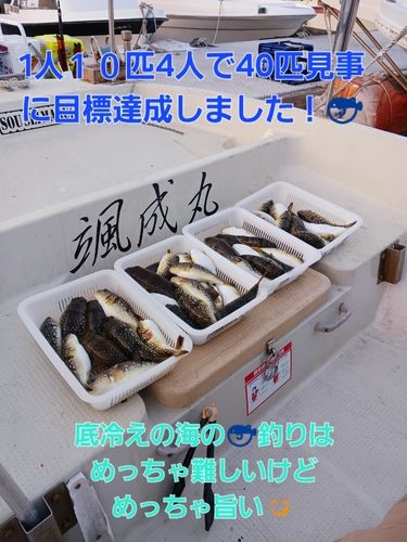コモンフグの釣果