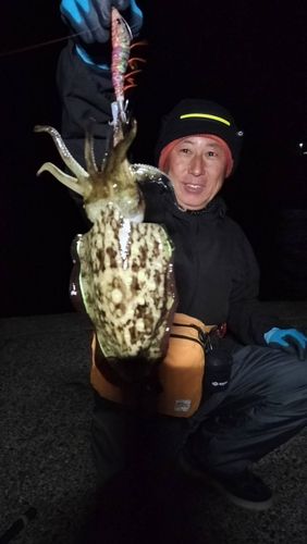 コウイカの釣果