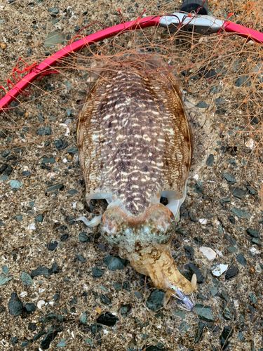 コウイカの釣果