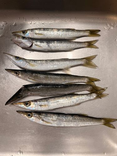 カマスの釣果