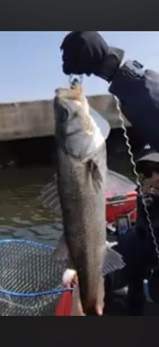 スズキの釣果