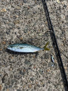 ワカシの釣果