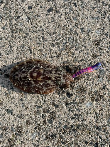 コウイカの釣果