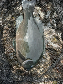 メジナの釣果