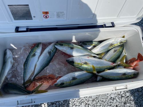 ツバイソの釣果