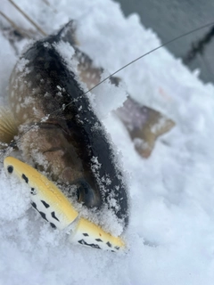 アメマスの釣果