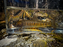 ニッコウイワナの釣果