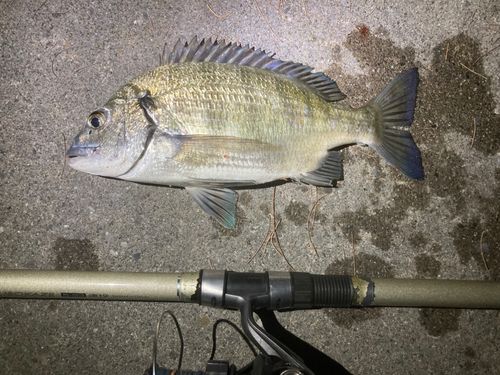 ミナミクロダイの釣果
