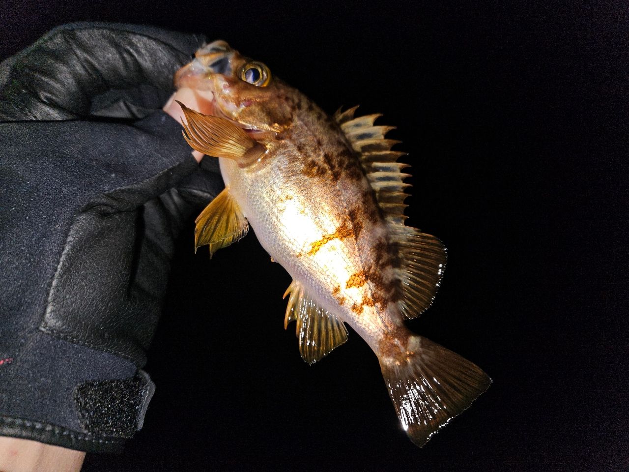 DAIWA 16エメラルダス ストイスト AGS 90ULL-Sの最安値・インプレ