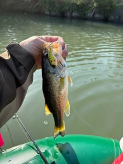 ラージマウスバスの釣果