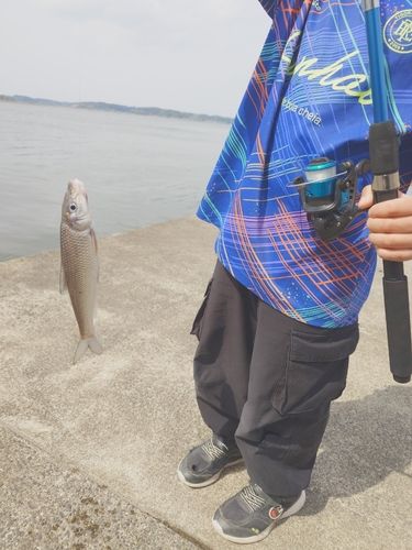ダントウボウの釣果