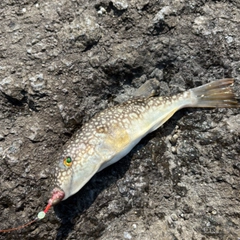 クサフグの釣果